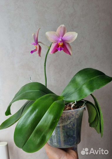 Орхидея фаленопсис Лиодоро