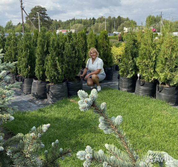 Питомник декоративных растений