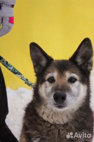 Вся его жизнь - приют