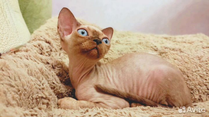 Котята Девон рекс