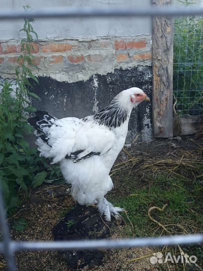 Петух брама