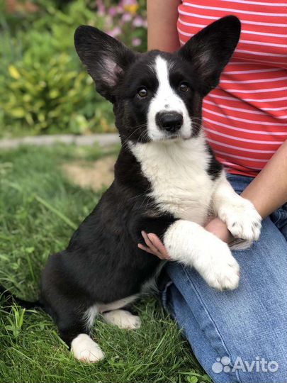 Вельш-корги щенки