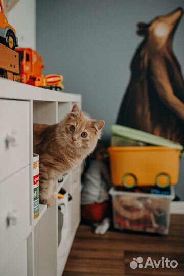 Отдам кота в добрые руки