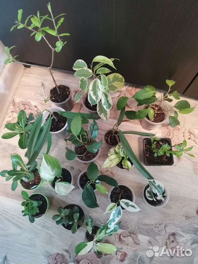 Фикусы, эпипремнумы, крассула