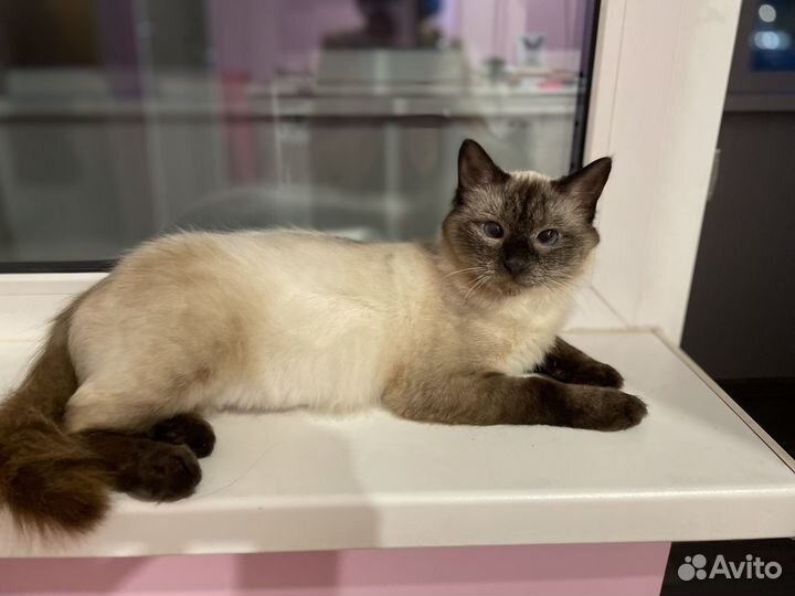 Симуля тайская ласковая кошечка