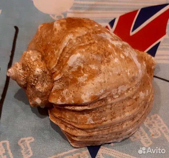 Набор ракушек