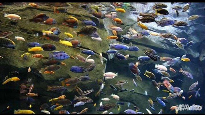 Аквариумные рыбки большой выбор (питомник)