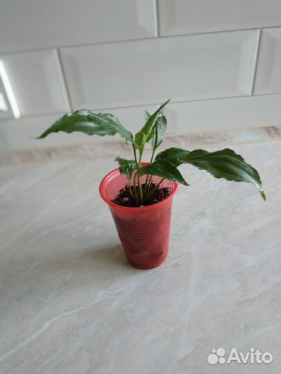 Спатифиллум