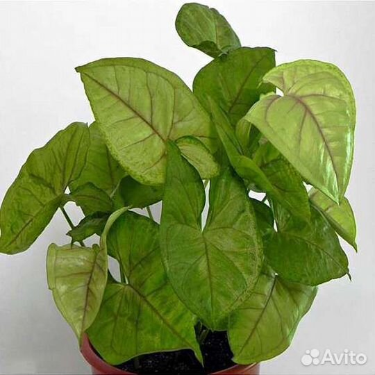 Наборчик из 6 сортов