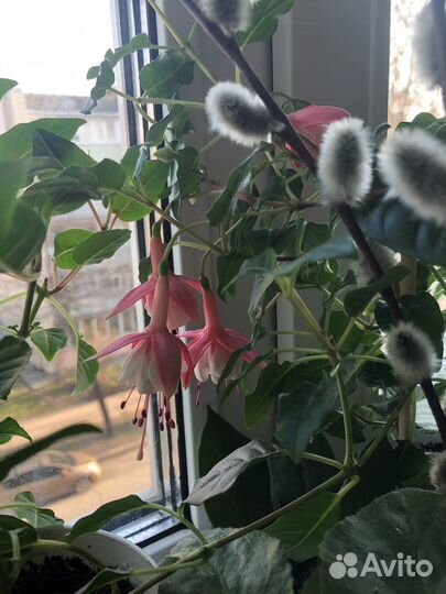 Фуксия сорторая