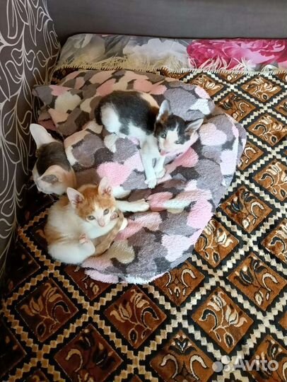 Котята в добрые руки