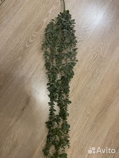 Ампельные растения