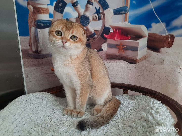 Шотландские малыши с документами