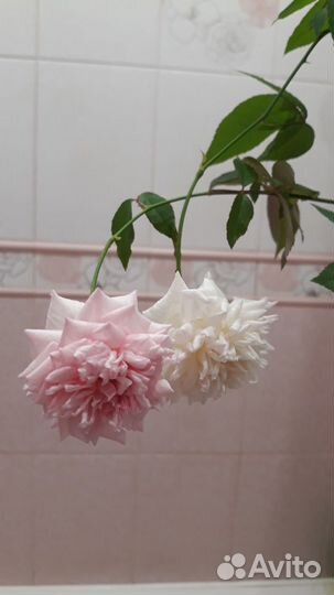 Бенгальские розы