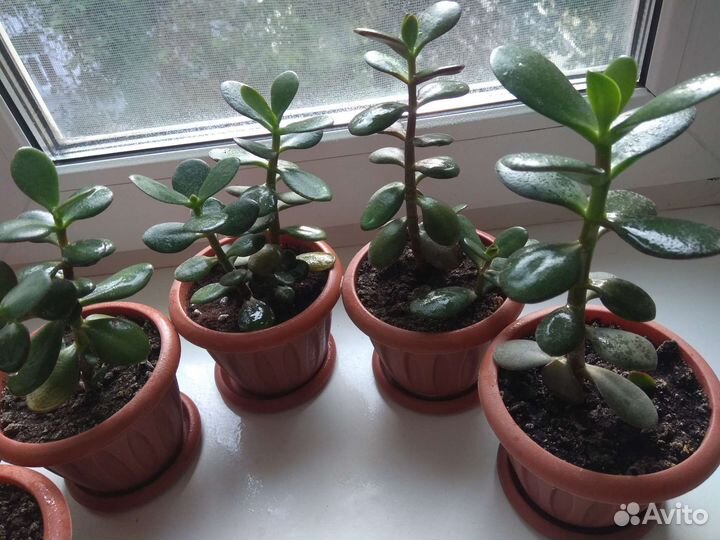 Комнатные цветы(денежн.дерево)