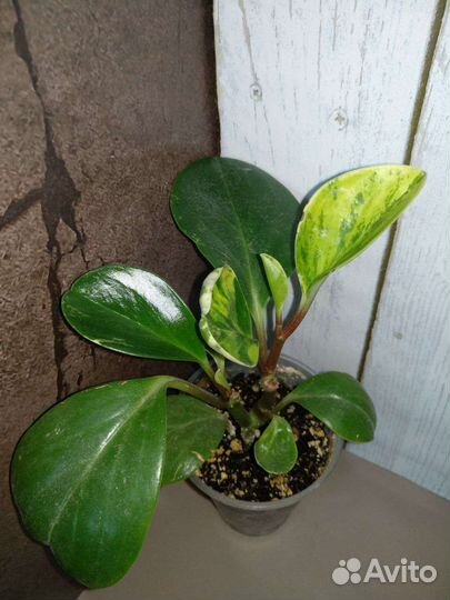 Алоэ, Пеперомии и другие