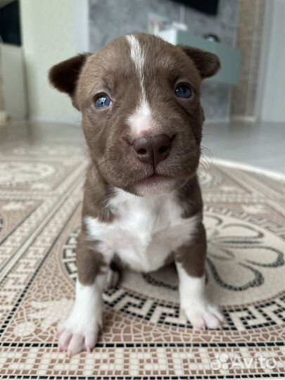 Щенки стаффорда