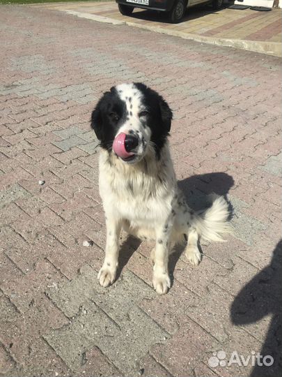 Собака мальчик 8 мес помесь обработан