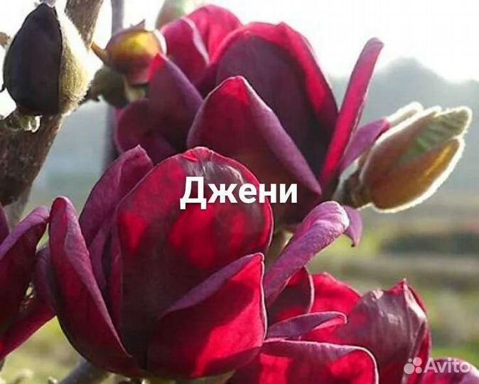 Магнолии Суланжа 8сортов