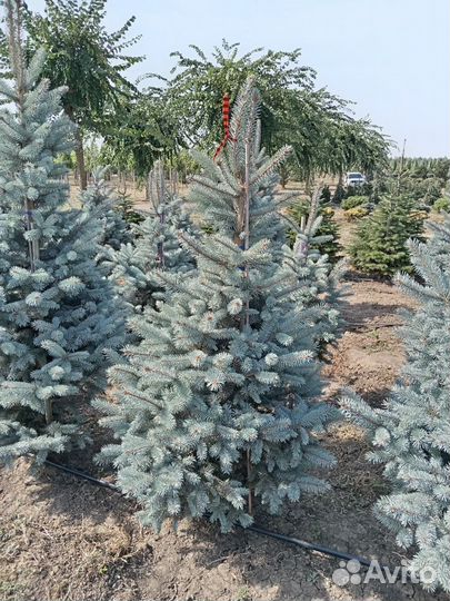 Ель голубая хупси