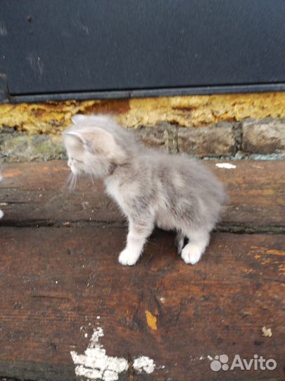 Котята от вислоухой кошки