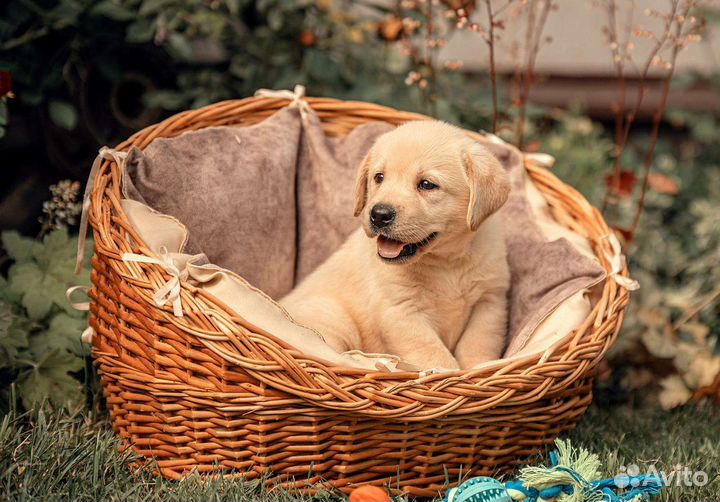Лабрадор ретривер щенки