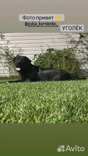 Щенки лабрадора