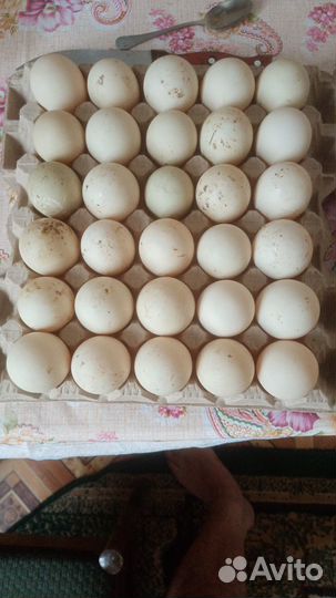 Утиные яйца не для инкубации