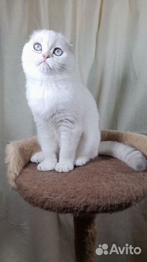 Шотландская вислоухая девочка