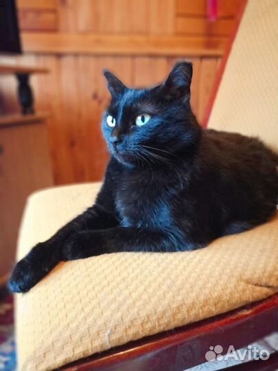 Кошки курильский бобтейл. Владимирская обл