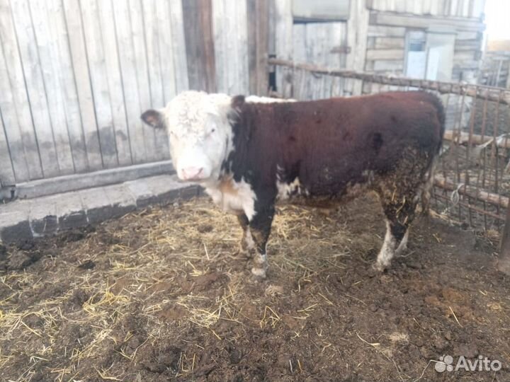 Бычки и быки на мясо