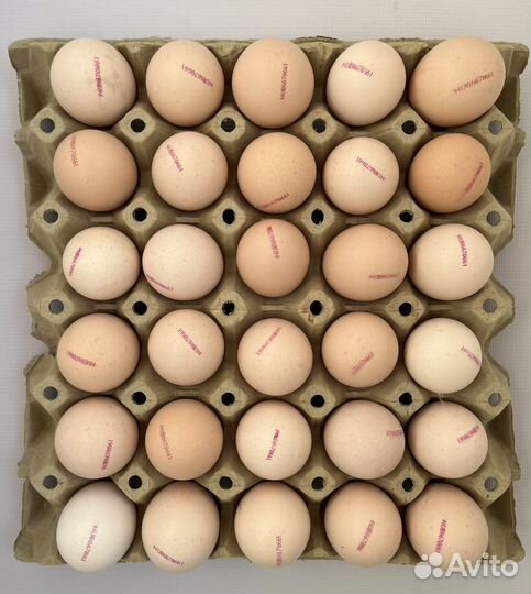 Цыплята бройлеры кобб 500 и др. импорт