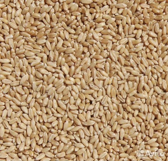 Пшеница