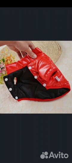 Одежда для собак мелких пород