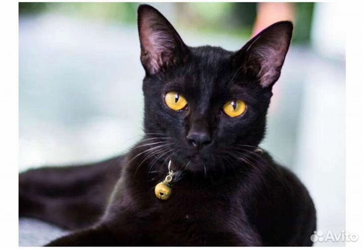 Бомбейская кошка