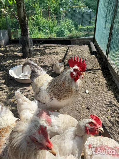 Петух породы доминант