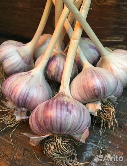 Чеснок домашний