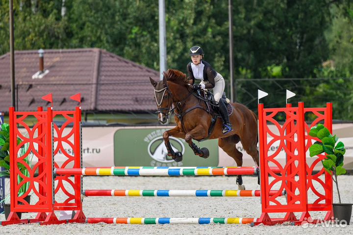 Конкурная лошадь