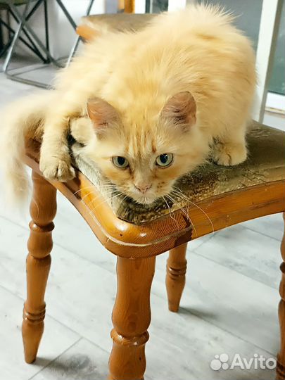 Кошка ищет дом