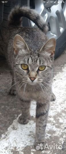 Кошка с 