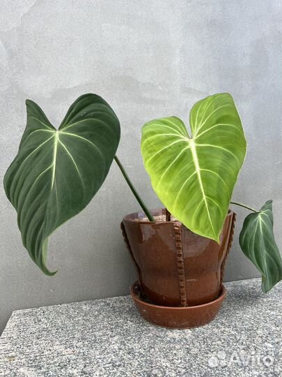 Филодендроны