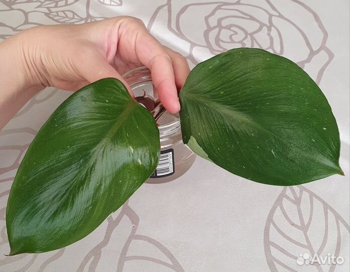Филодендрон Белый рыцарь черенок