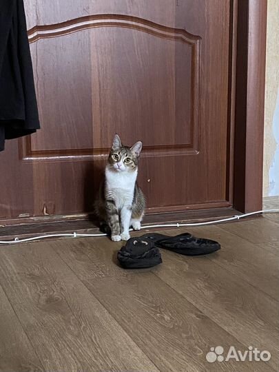 Отдам кошку в добрые руки