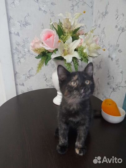 Котенок на удачу