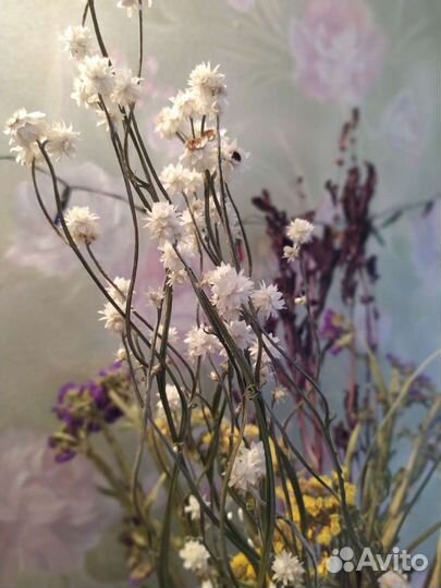 Сухоцветы для творчества