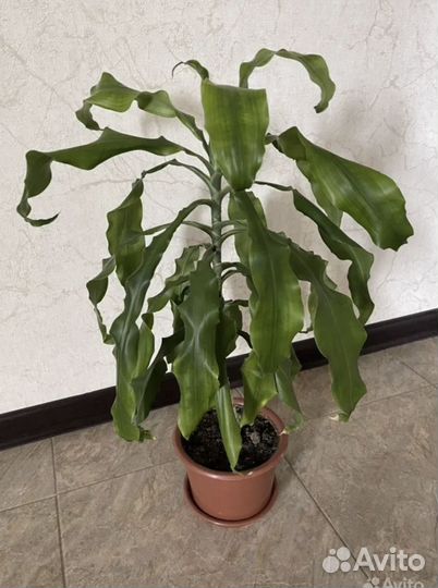 Комнатные растения