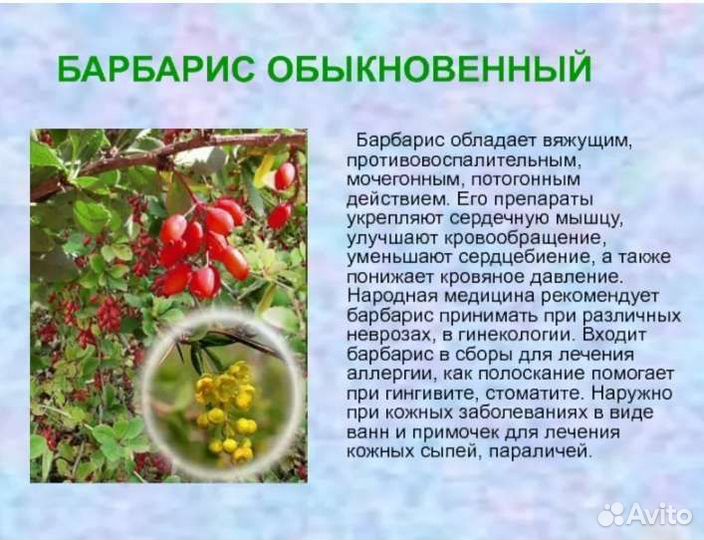 Барбарис ягоды