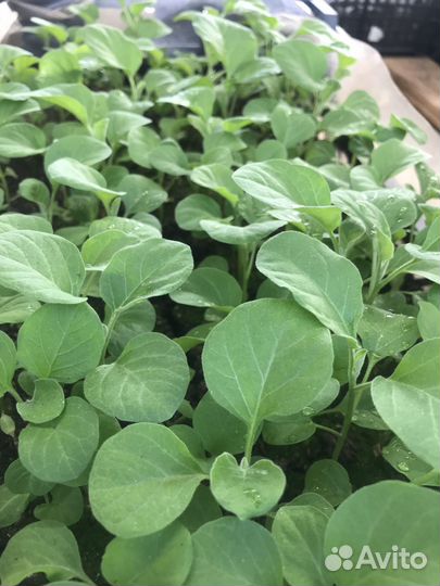 Рассада томатов, перца, баклажанов, капусты,цветов