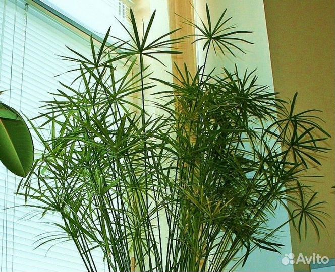 Циперус папирус