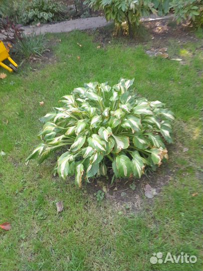 Хоста растение